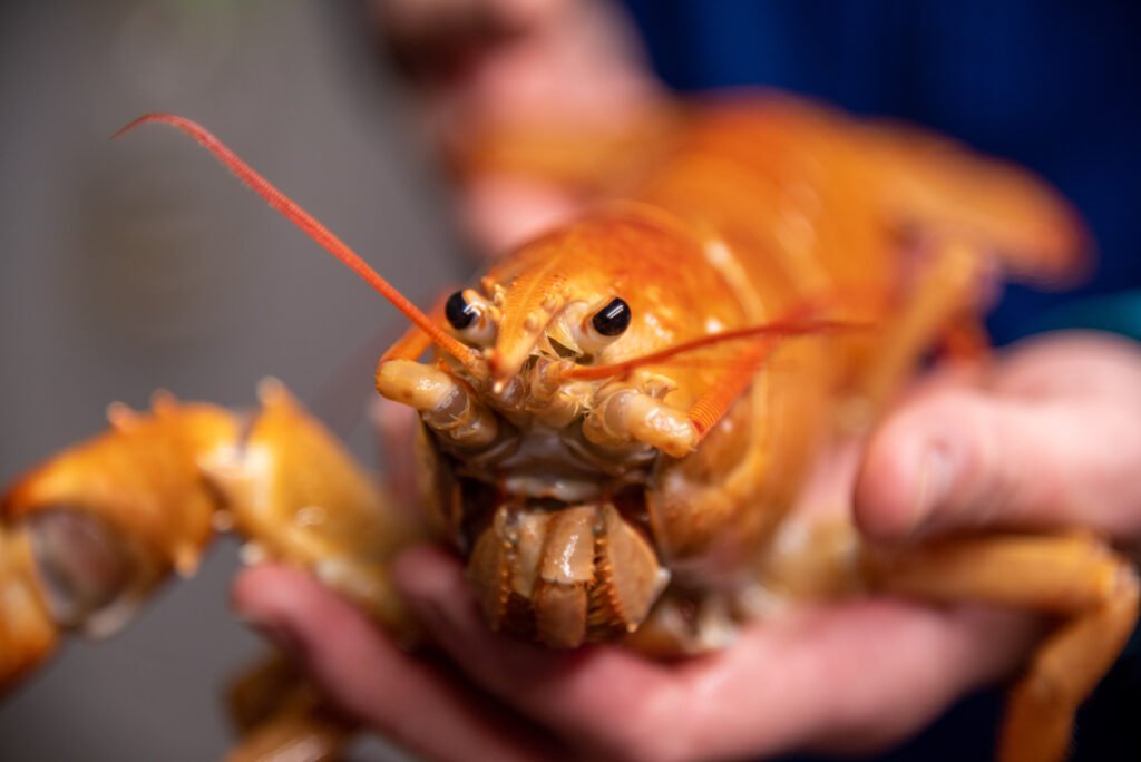 You are currently viewing Rare, One-Clawed Orange Lobster Is a 1-in-30 Million Catch