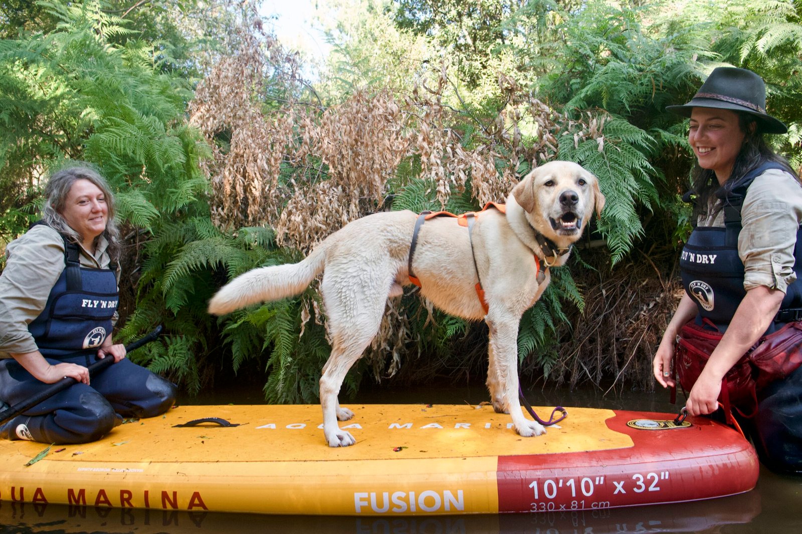 You are currently viewing These Paddleboarding Pups Are Helping Protect Australia’s Elusive Platypuses