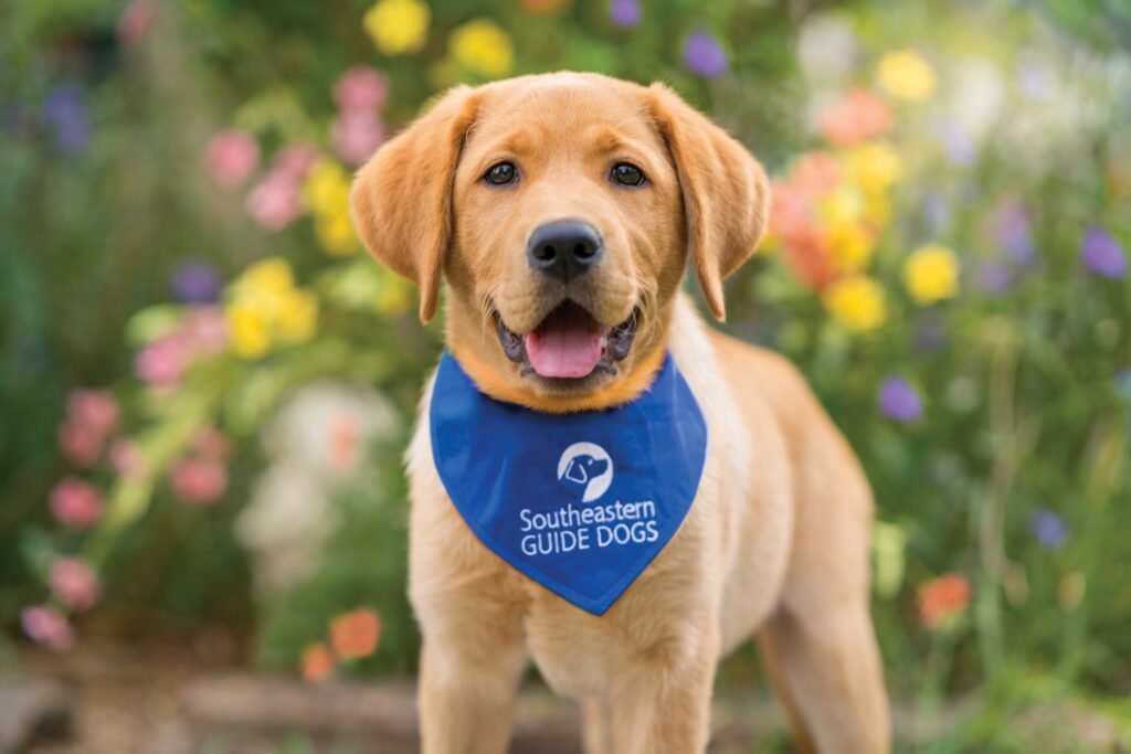 You are currently viewing This Nonprofit Pairs Service Dogs With Those in Need at No Charge