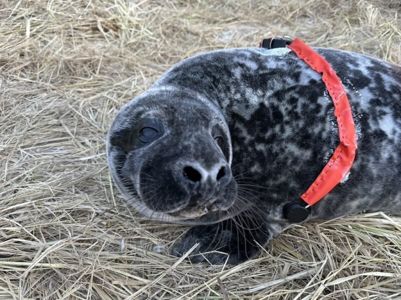 Read more about the article Not Just for Humans: Researchers Create “Seal Pup Fitbits” to Monitor the Baby Animals’ Health