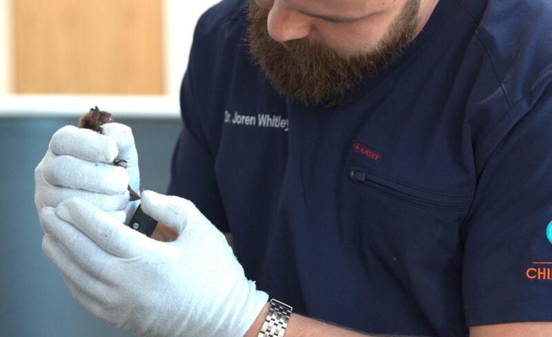 Read more about the article Animal Chiropractor Who Went Viral for Giraffe Video Is Offering Hope to Pet Owners