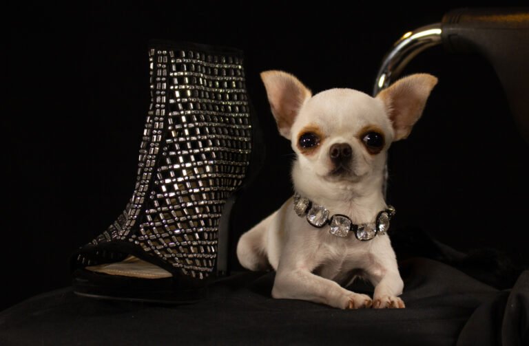 Read more about the article Meet the World’s Shortest Living Dog: Pearl, a Chihuahua Who’s “a Bit of a Diva”