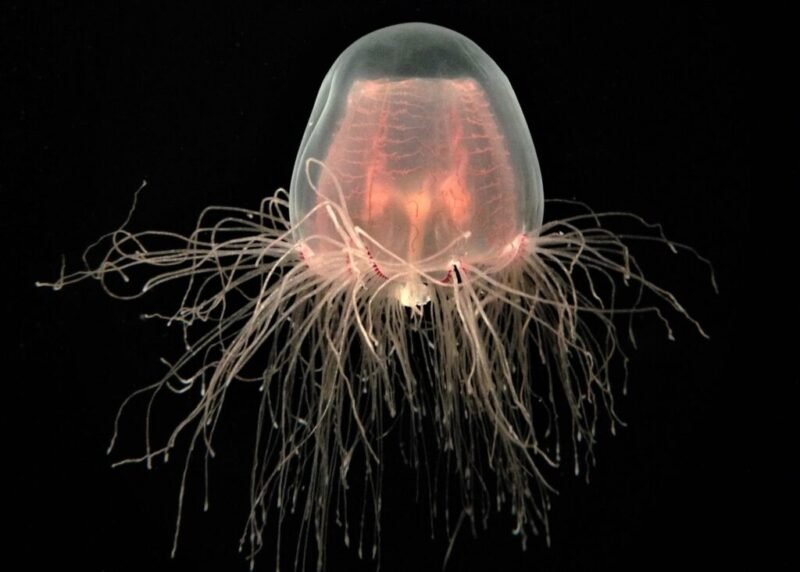 Read more about the article Scientists Map “Immortal” Jellyfish’s Full Genome — Moving Closer to Unraveling Mystery of Its Immortality