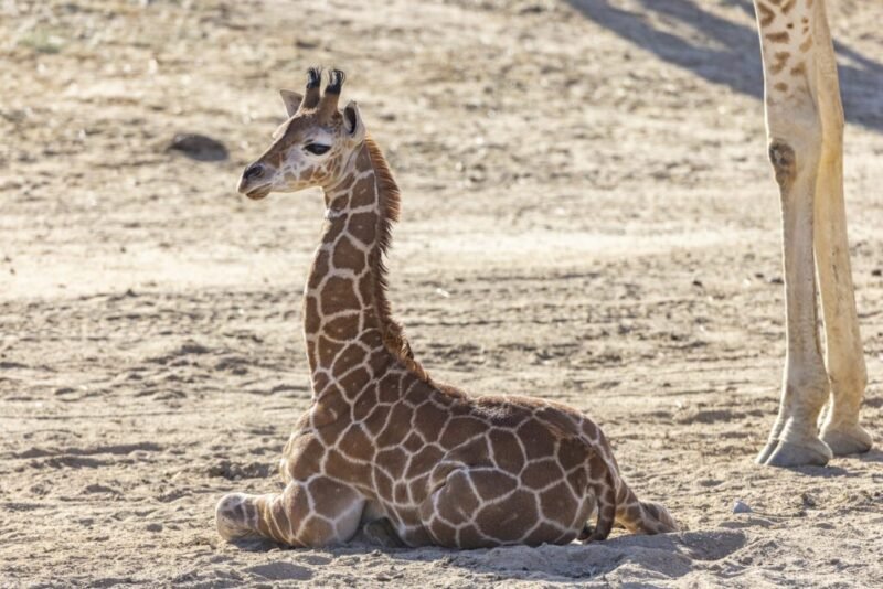 Read more about the article Meet the Baby Giraffe Saved by Human Medicine