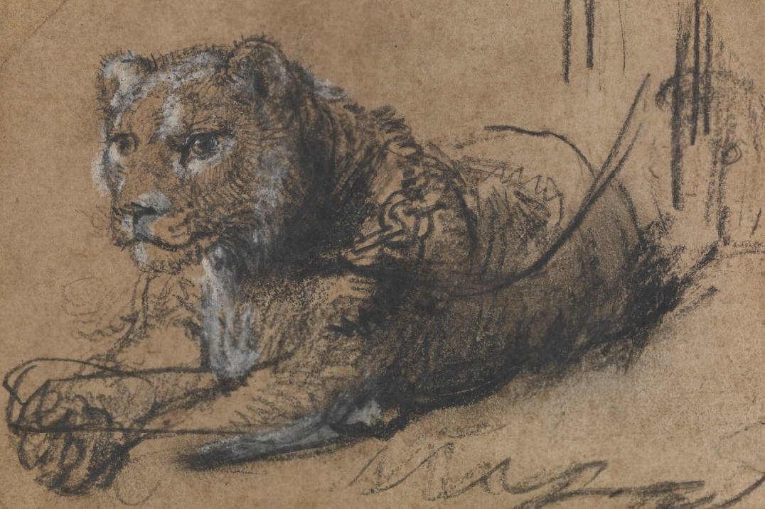 You are currently viewing Rembrandt Lion Drawing Estimated to Sell for $20M, With Proceeds Benefiting Wild Cat Org — See the Symbolic Accompanying Piece