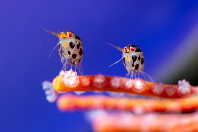 Read more about the article Colorful Amphipods and a Yellow Pygmy Goby: See Winning Shots From the 2025 Ocean Photographer of the Year Competition