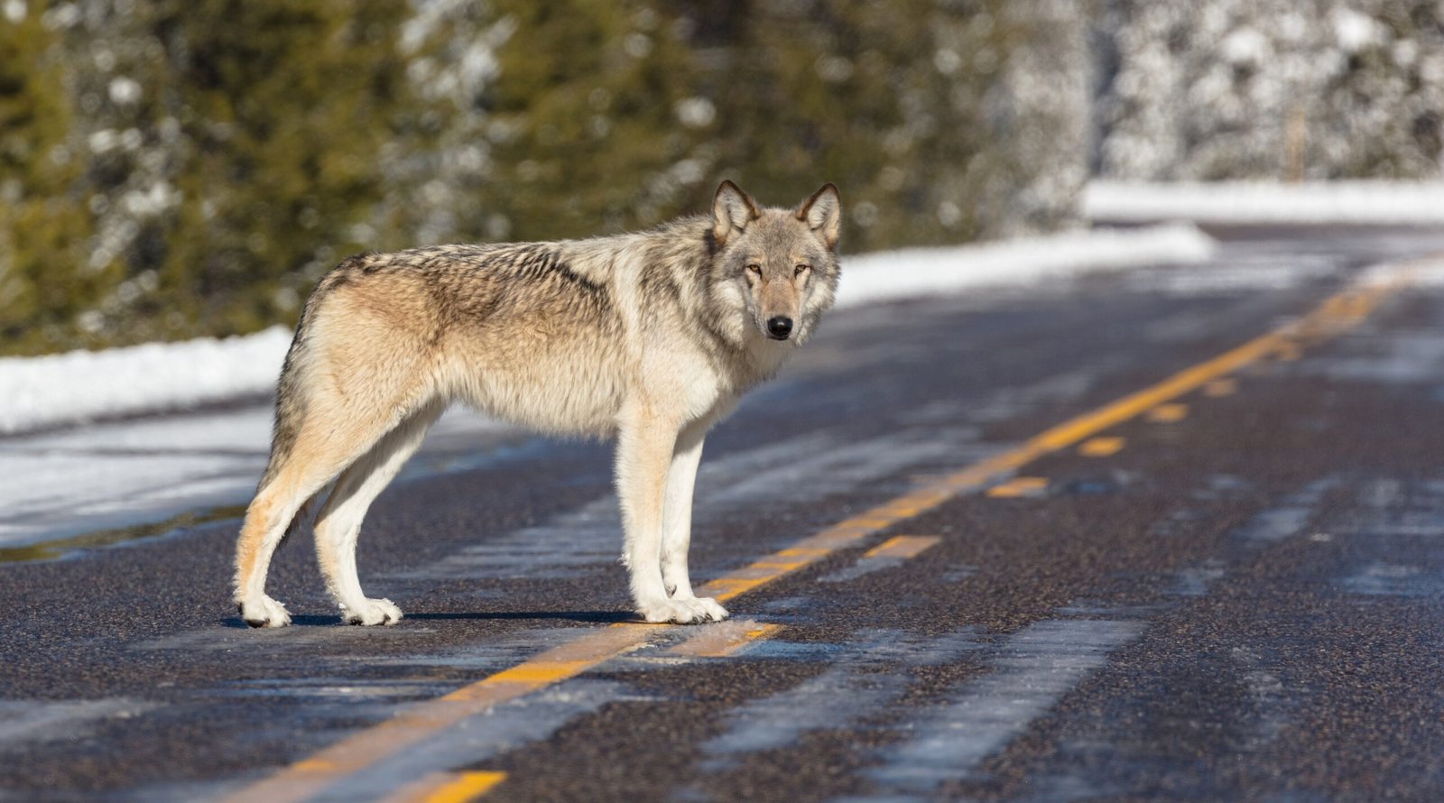 You are currently viewing “The Power of Predators”: How Wolves Helped Restore the Ecosystem in Yellowstone National Park