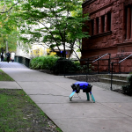 Meet ART: The Amphibious Robotic Turtle With Limbs That Morph Into Flippers￼