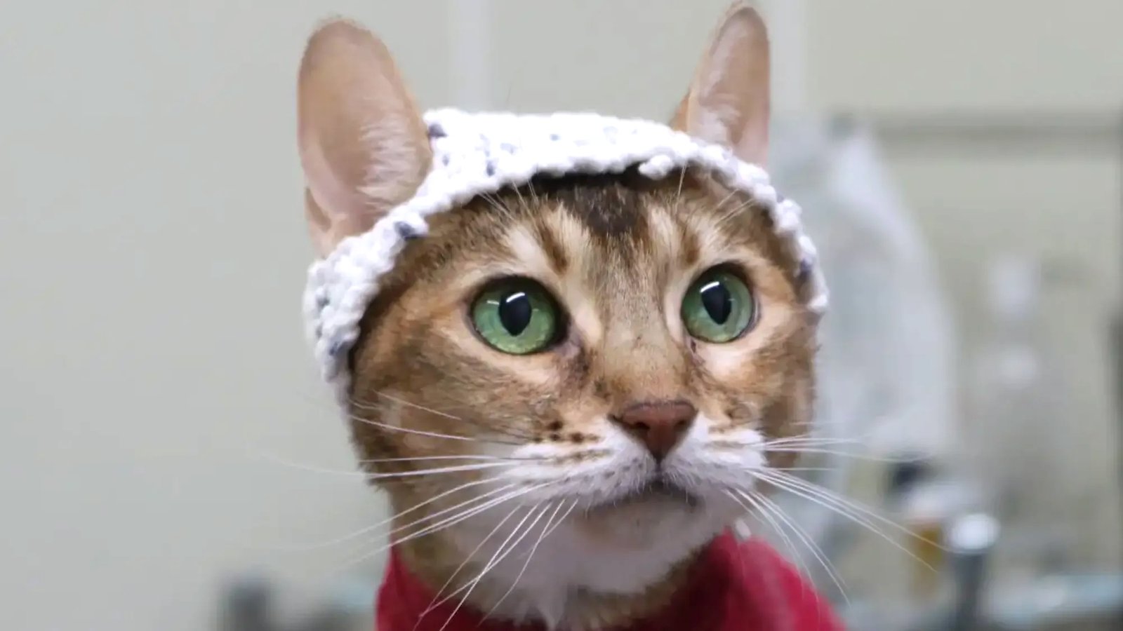 You are currently viewing To Teach Scientists About Chronic Feline Pain, Cats Wear Adorable Crocheted Hats