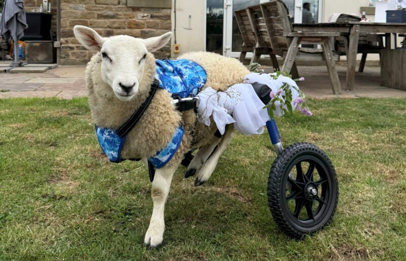 Read more about the article Couple Marries at Animal Sanctuary Where They Met, With a Disabled Sheep as Ring Bearer