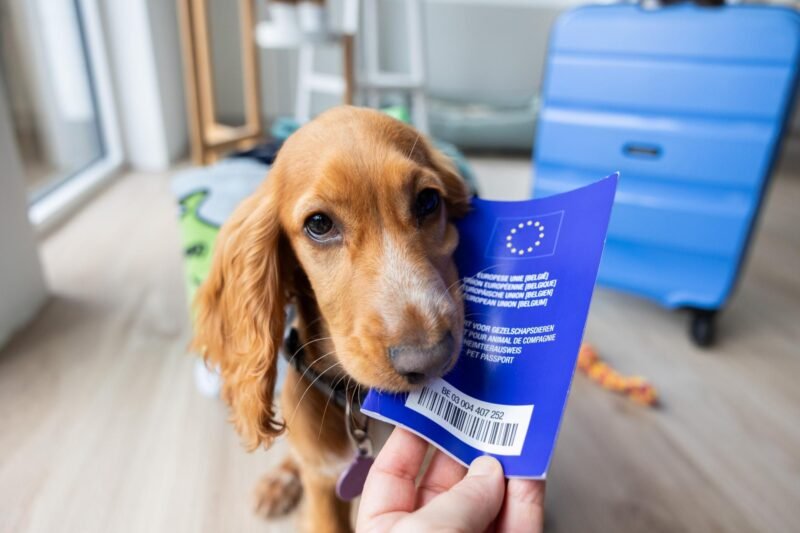 Read more about the article Smile, Fido! Traveling Pets in the EU Require Passports Just Like Their Humans Do