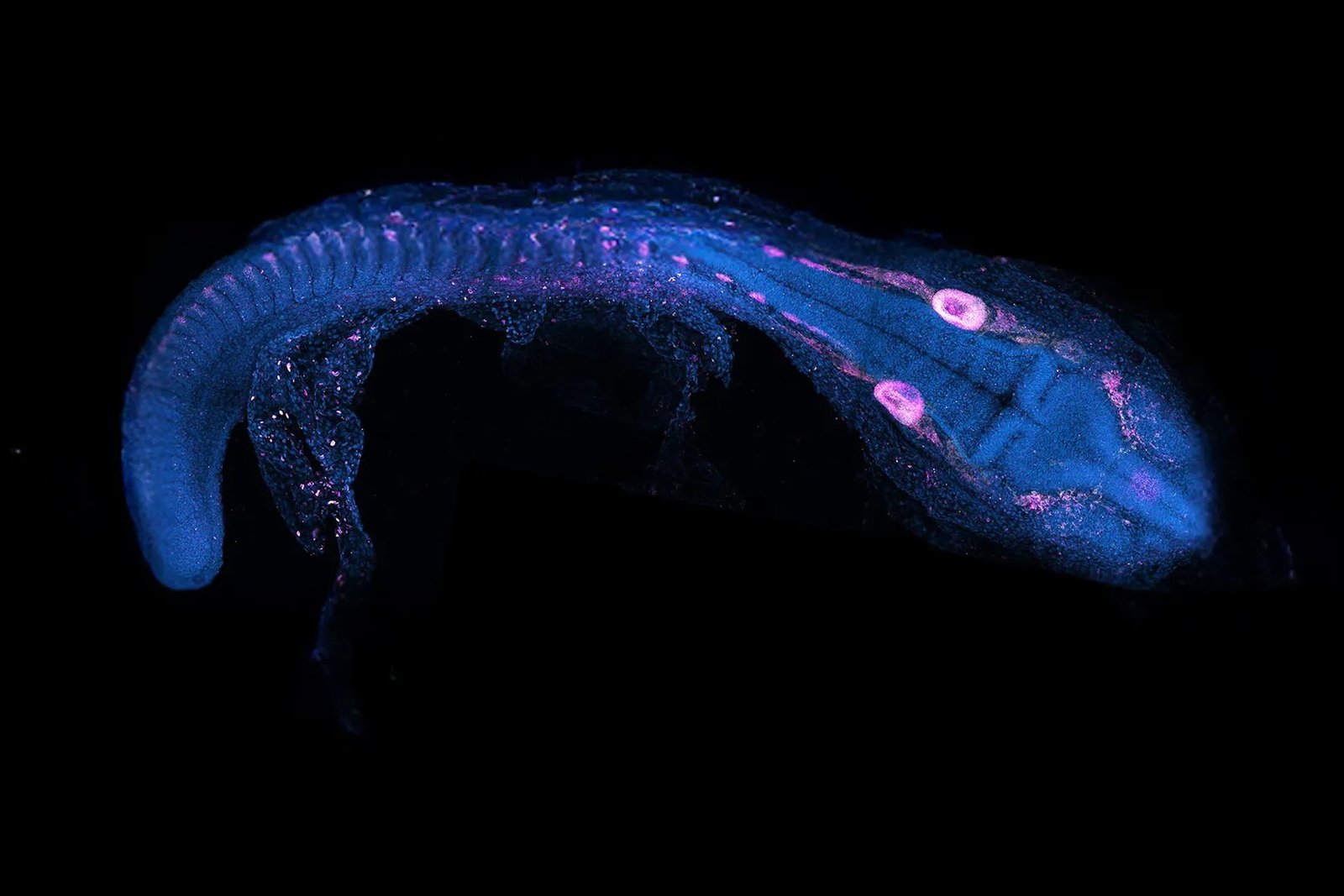 You are currently viewing How This Pioneering Microscope Tech, Including “Optical Tweezers,” Is Unlocking Bio Research Breakthroughs