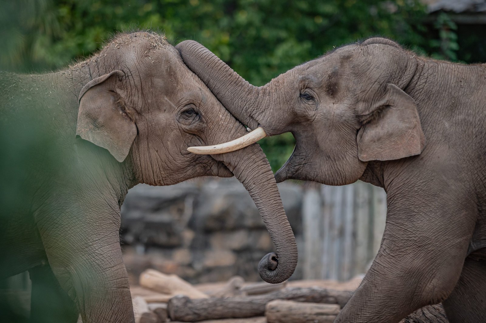 You are currently viewing “A Landmark Moment”: World-First Elephant Vaccine for Deadly Disease Found to Be Safe and Effective