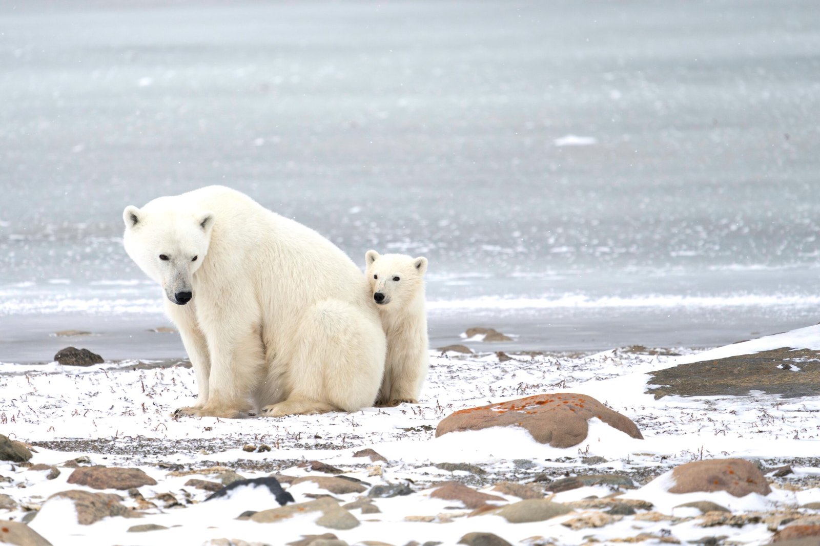 You are currently viewing Polar Bears Are the Stars of These Adorable Conservation Livestreams