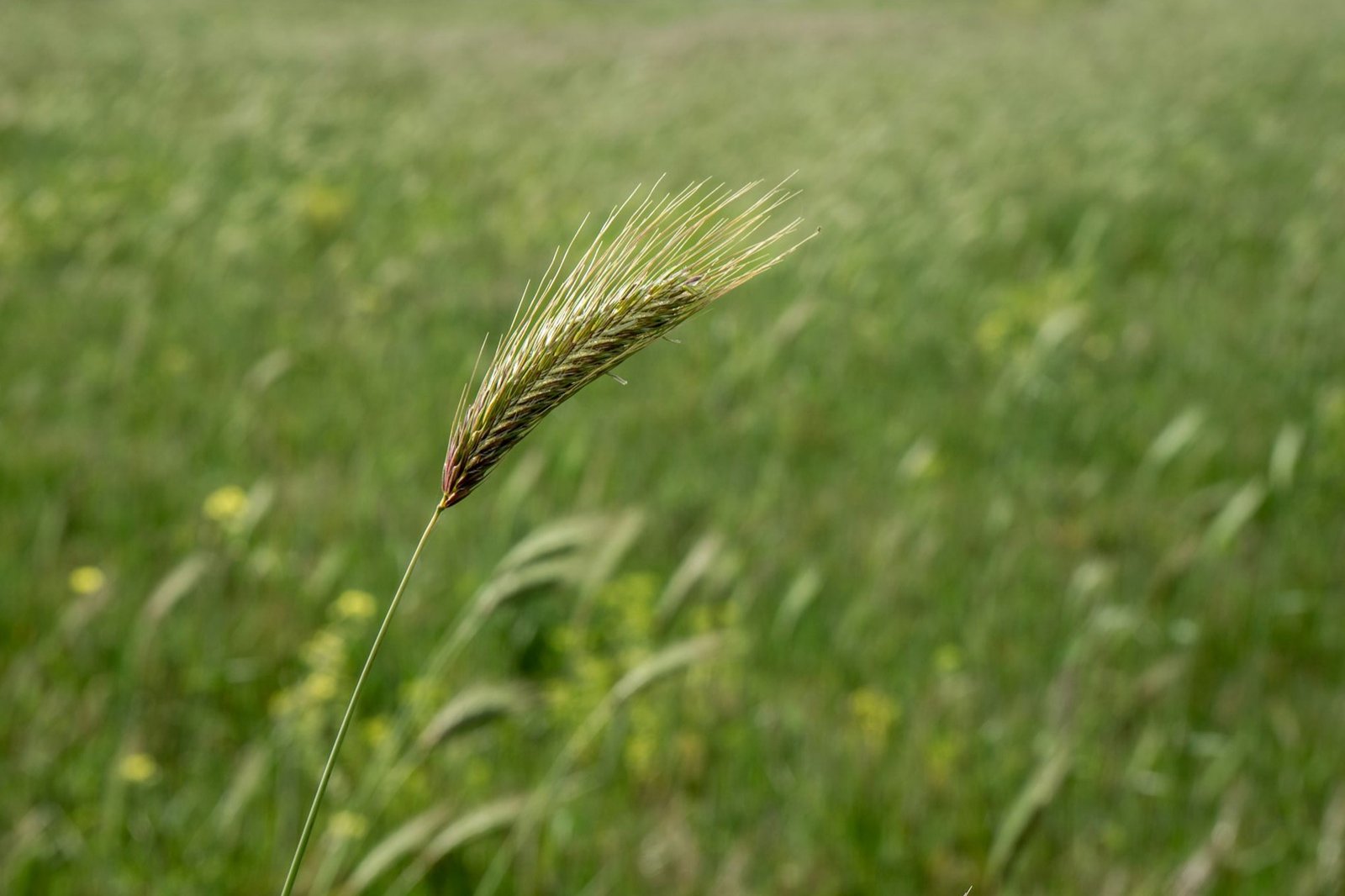 You are currently viewing Pet Owners: Watch Out for Foxtail Seed Pods That Can Harm Your Dog or Cat This Summer