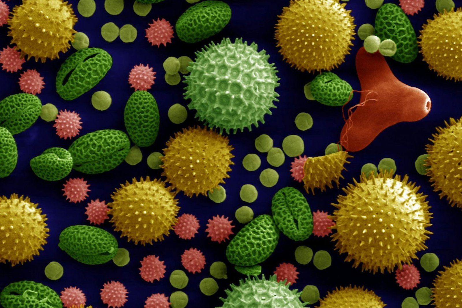 You are currently viewing Ancient Pollen Reveals Stories About Earth’s History, From the Asteroid Strike That Killed the Dinosaurs to the Mayan Collapse