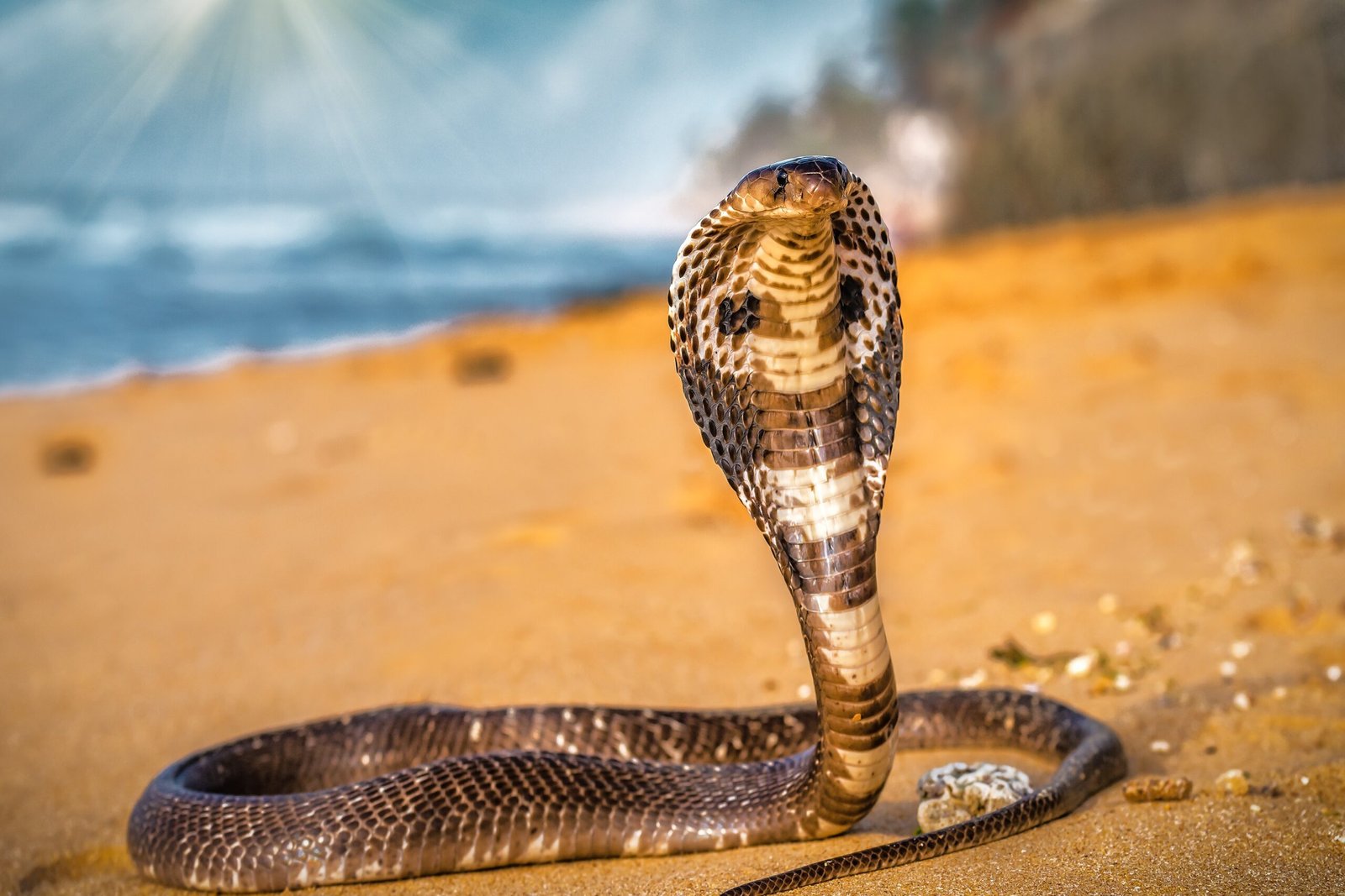 You are currently viewing Revolutionary Antidote Neutralizes Venom of 19 of the World’s Deadliest Snakes: Study