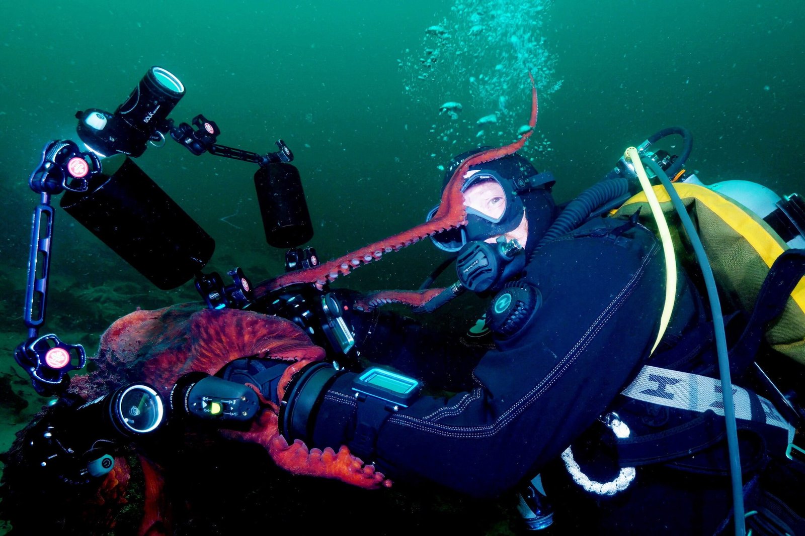 You are currently viewing Octopus Hugs Divers Before Grabbing Hold of Camera for a Selfie: Watch