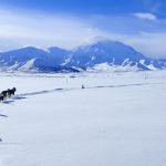 100 Years of Pup Power: Inside the Lives of Alaska’s Iconic Sled Dogs at Denali National Park