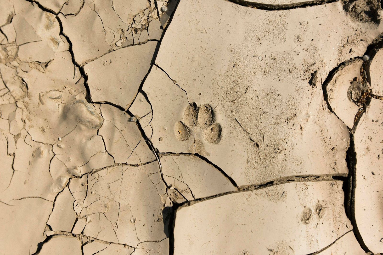 You are currently viewing How to Identify Animal Tracks, Burrows, and Other Signs of Wildlife in Your Neighborhood