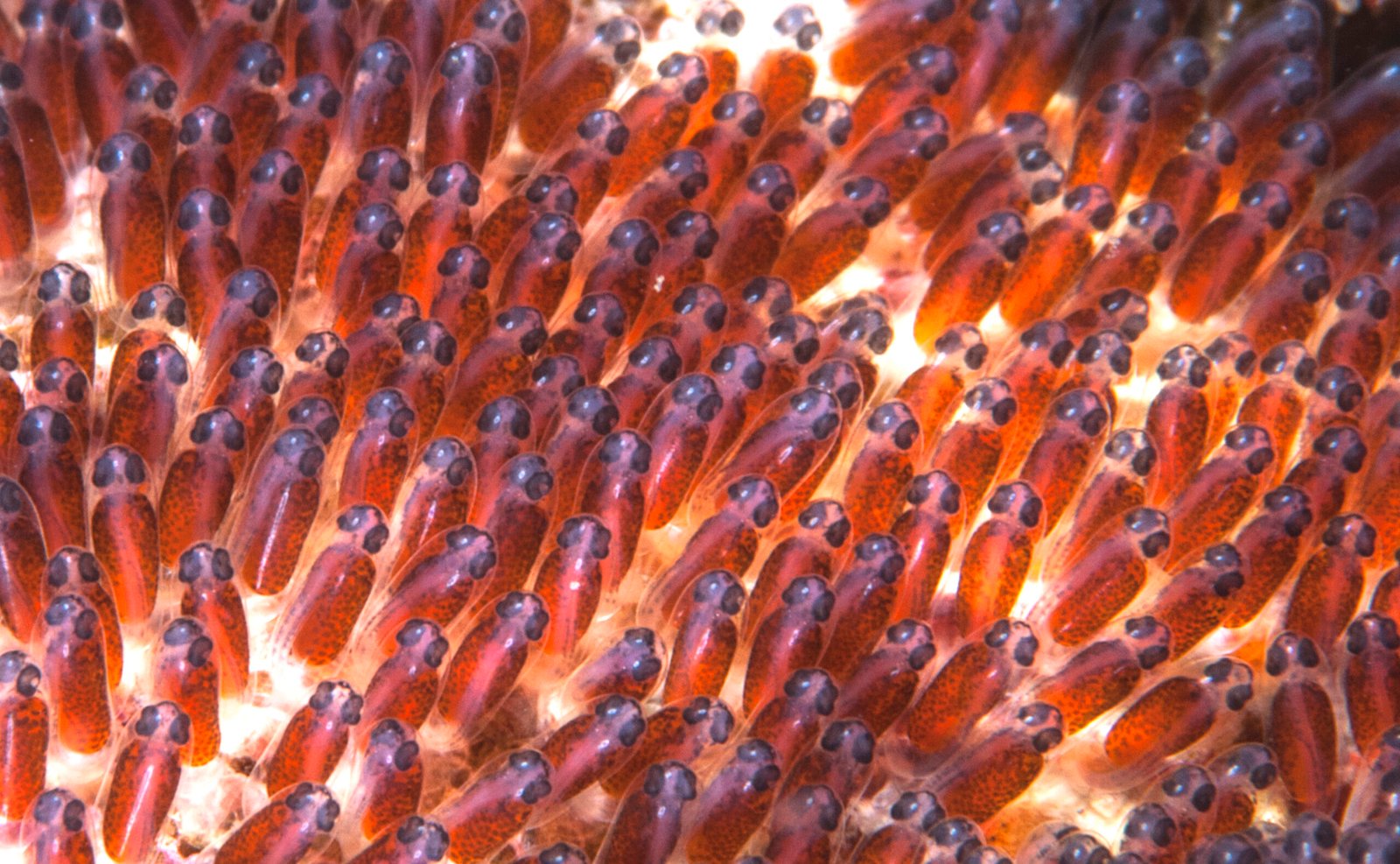 You are currently viewing “A Groundbreaking Discovery”: Scientists Finally Pinpoint How Fish Pick Their Own Birthday