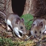 Mating for Life: 17 Animal Species That Are Monogamous in the Wild