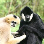 Mating for Life: 17 Animal Species That Are Monogamous in the Wild