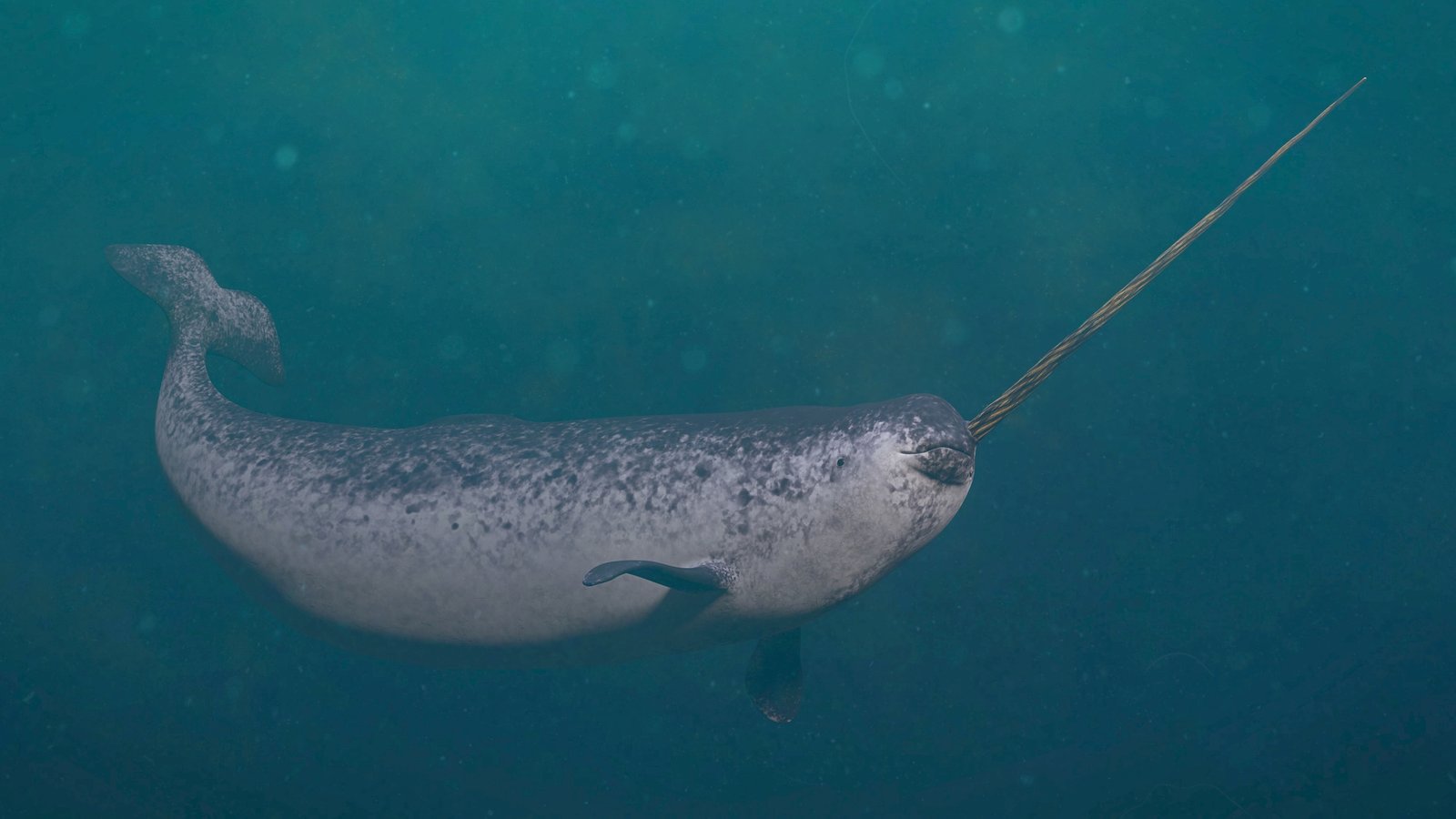 You are currently viewing Narwhals Use Their Tusks to Play With Their Food — Watch “Remarkable” Footage