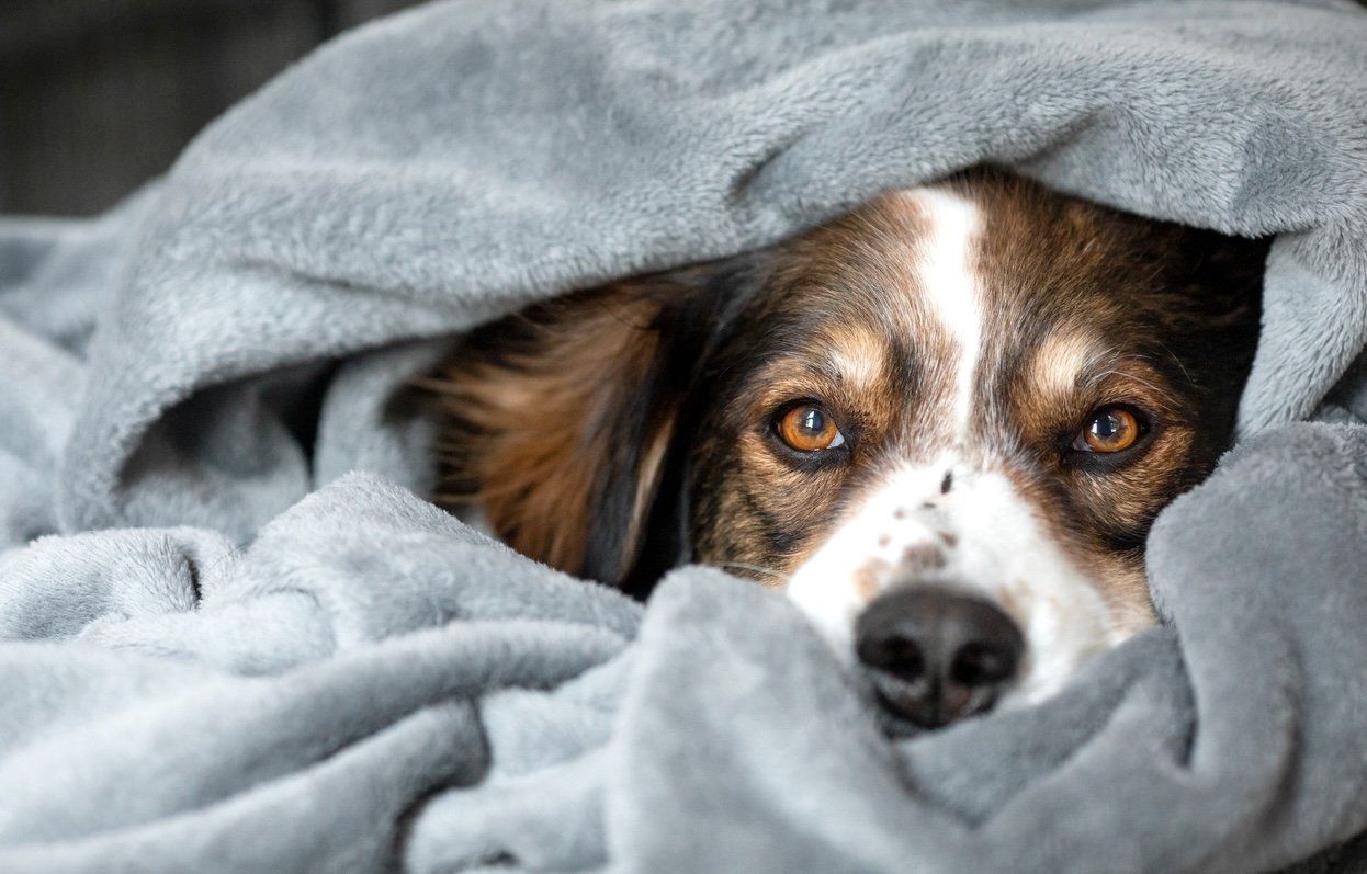 You are currently viewing New DNA Test Could Eliminate a Genetic Disease That Causes Blindness in Dogs