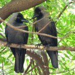 Mating for Life: 17 Animal Species That Are Monogamous in the Wild