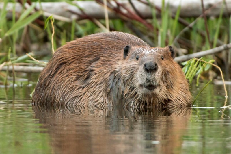 Read more about the article How Beavers Are on the Frontlines of Fighting Wildfires ￼