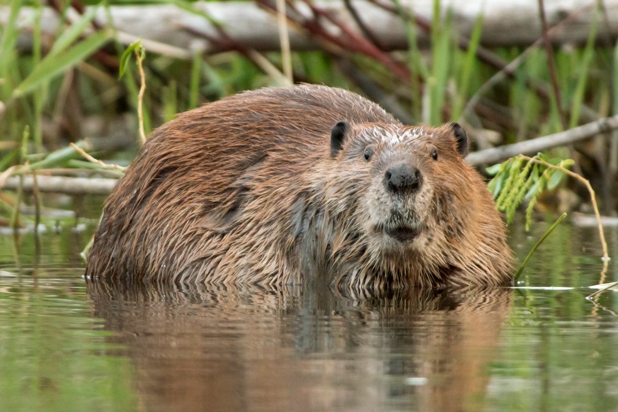 You are currently viewing How Beavers Are on the Frontlines of Fighting Wildfires ￼