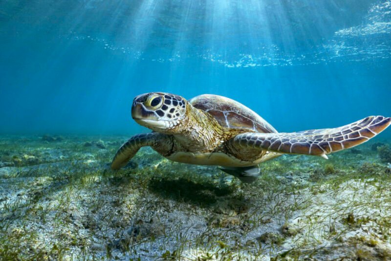 Read more about the article “Picky” Eaters: Green Sea Turtles Have Been Grazing at the Same Spot for 3,000 Years, Study Finds