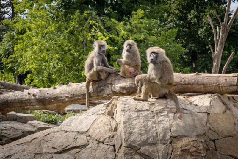 Read more about the article Adult Friendships Can Help Heal Childhood Trauma in Baboons — And Maybe Humans Too, Study Finds