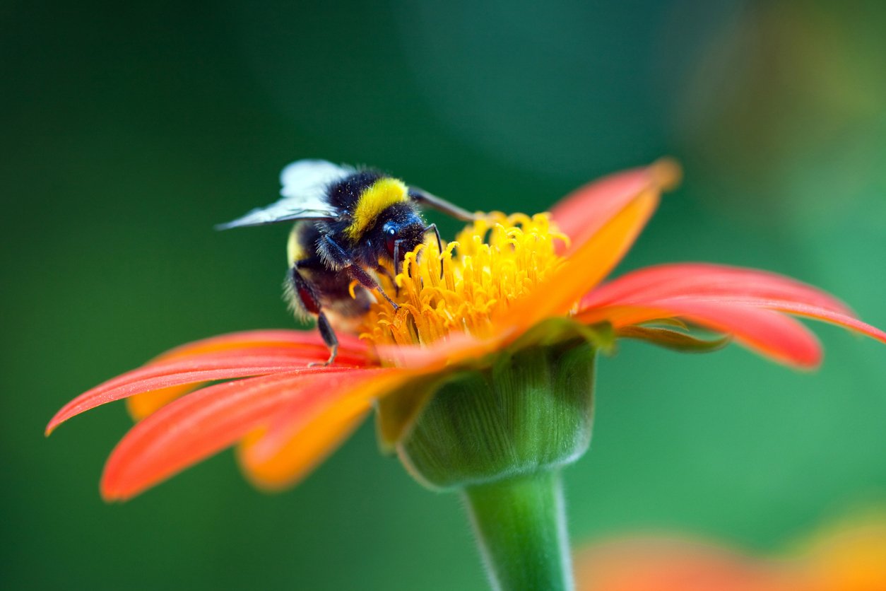 You are currently viewing Bumblebees “Play,” First-of-Its Kind Study Finds: “It Is Mind-Blowing”