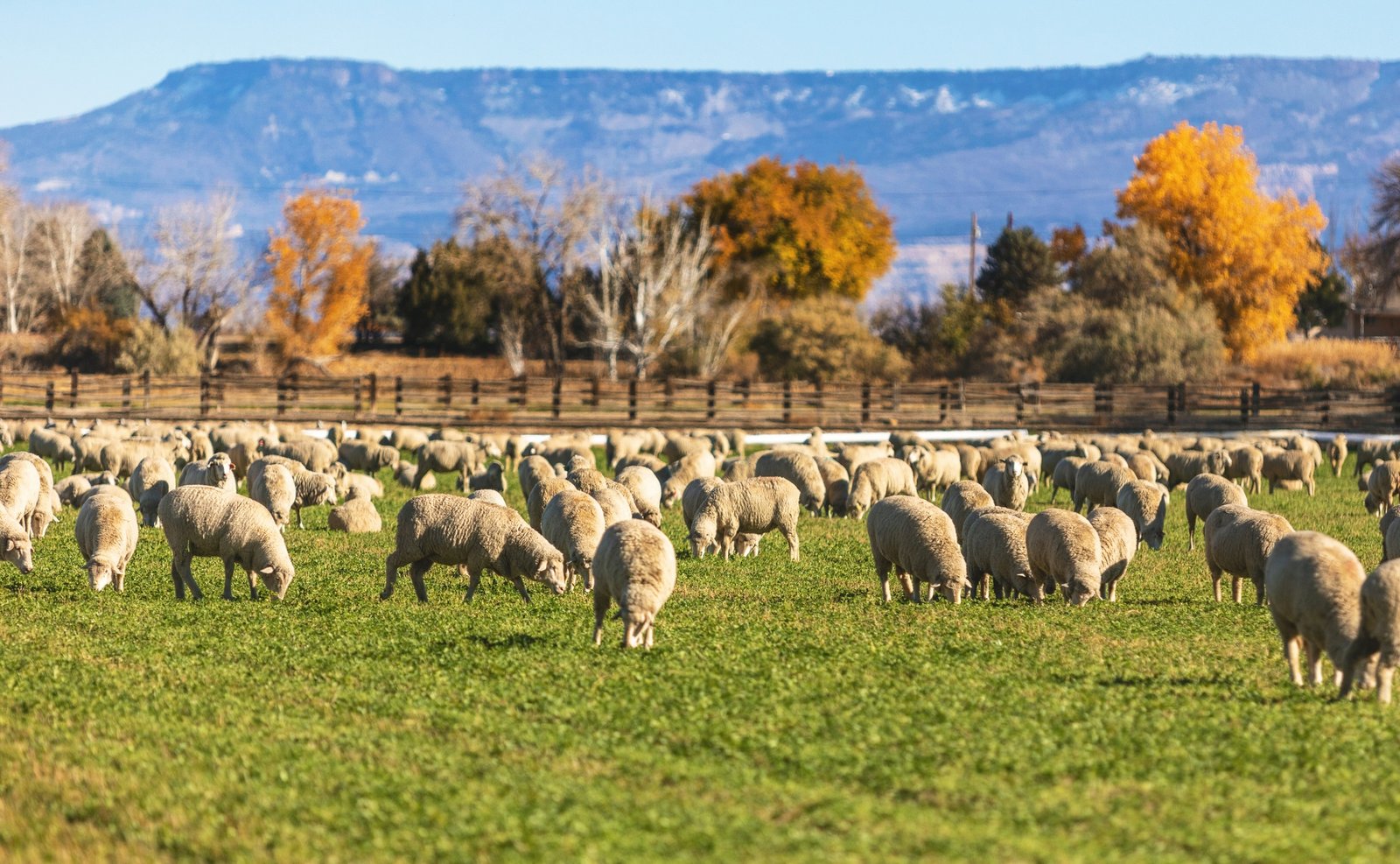 You are currently viewing Sustainable Sheep: Why Ranchers Are Repurposing “Waste Wool” Into Fertilizer