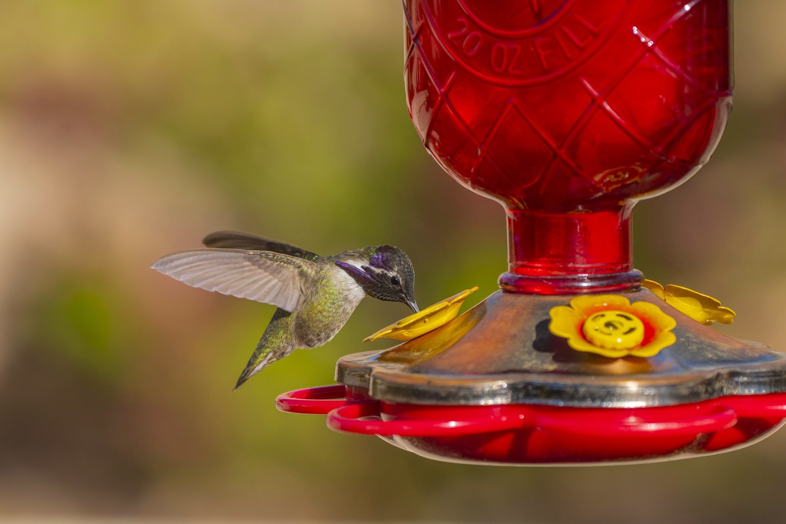 You are currently viewing Hummingbirds Migrate Thousands of Miles Every Year — Get a Nourishing Nectar Recipe for Your Garden