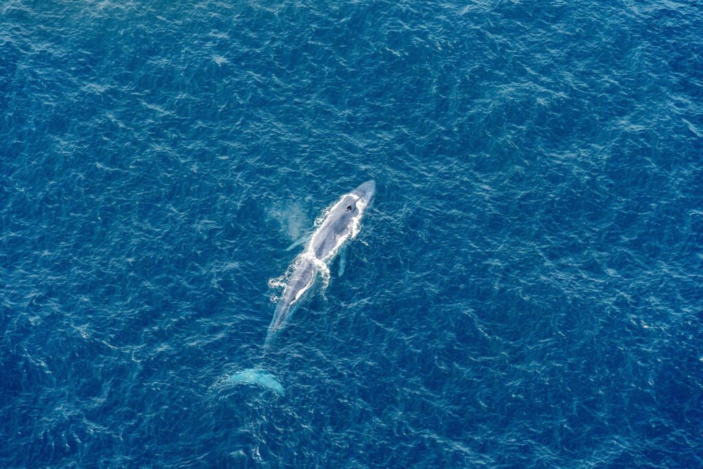 You are currently viewing Whale Wonder: How Blue Whales Made a Big Comeback Off California’s Coast