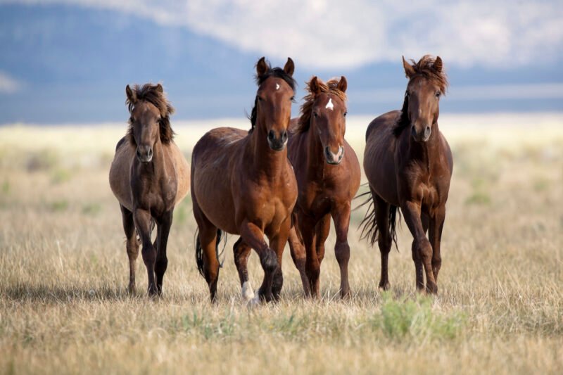 Read more about the article How Wild Horses Could Help With Wildfire Prevention in the US
