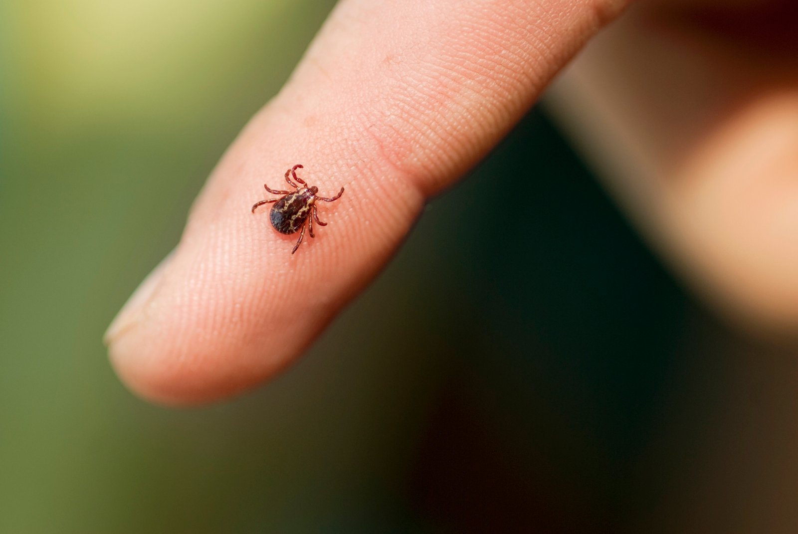 You are currently viewing New Research on Ticks May Lead to Better Vaccines — Here’s How to Prevent Bites in the Meantime