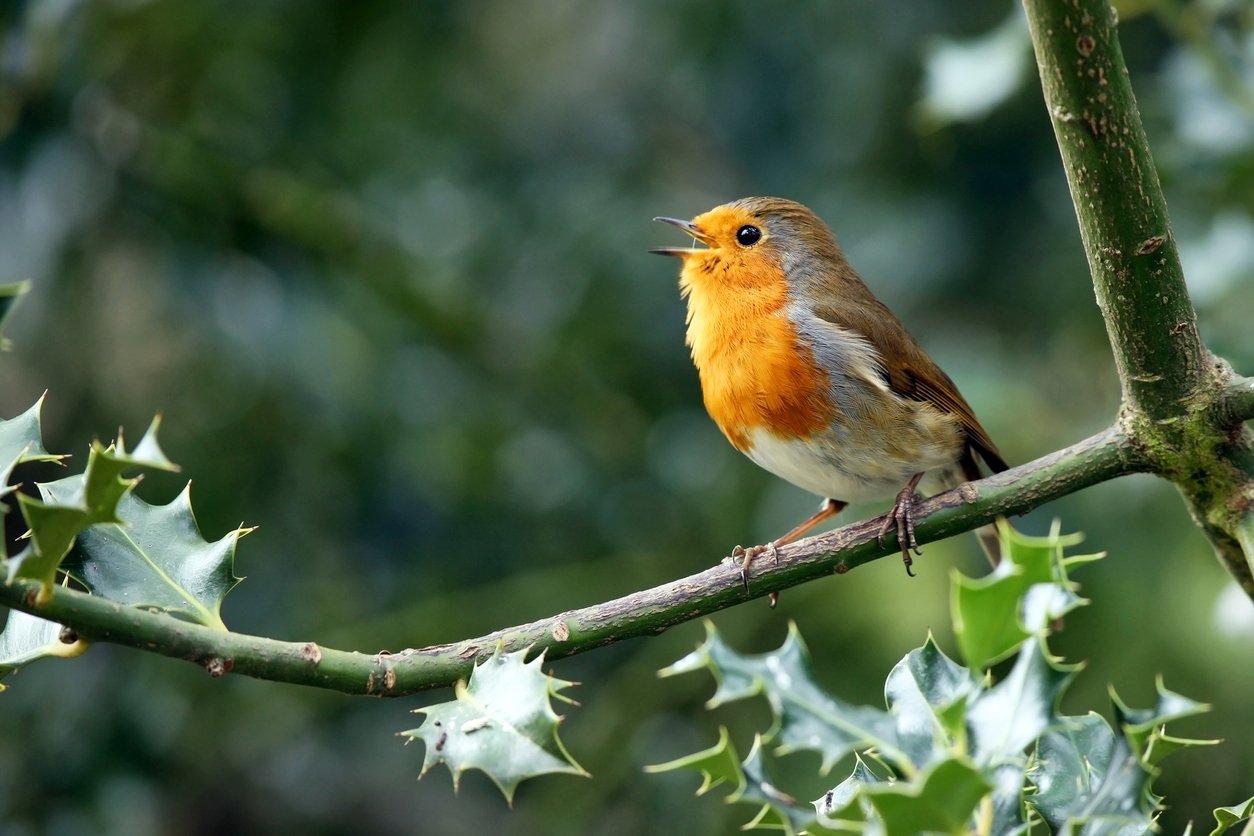 You are currently viewing Chirps and Trills: Birdsong Can Help Reduce Anxiety and Paranoia, Study Shows