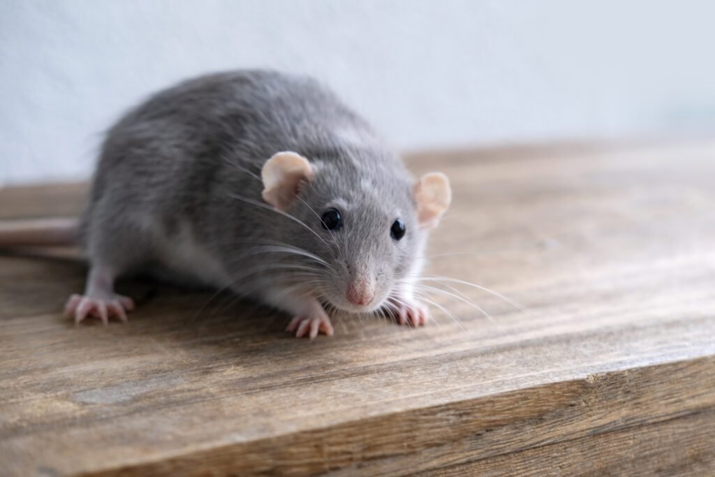 You are currently viewing What Rats Can Teach Us About the Importance of Play — And How to Incorporate More Into Your Life