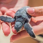 Good Samaritans Rescue Displaced Animals in Wake of Hurricane Ian: Meet Some of the Heroes