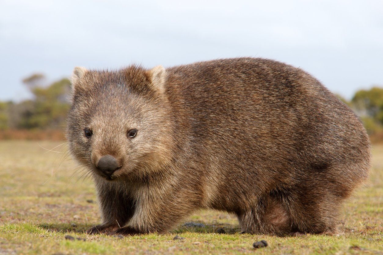 You are currently viewing A Long-Lost Species — the “True Giant Wombat” — Has Been Discovered in Australia