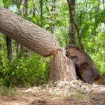 How Beavers Are on the Frontlines of Fighting Wildfires 