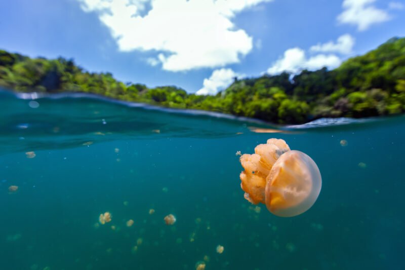 Read more about the article Swim in Palau’s Jellyfish Lake: Visitors Can Float Worry-Free With Jellies That Don’t Sting