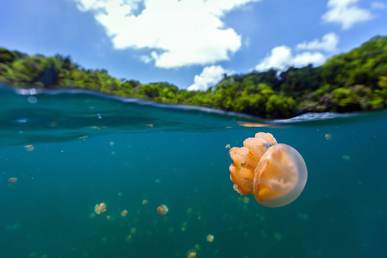 You are currently viewing Swim in Palau’s Jellyfish Lake: Visitors Can Float Worry-Free With Jellies That Don’t Sting
