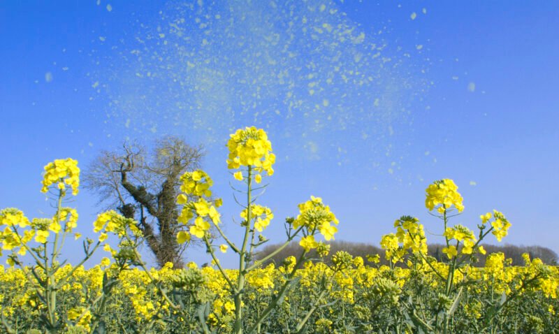 Read more about the article Got Allergies? Researchers Identify When Pollen Counts Are Lowest During the Day