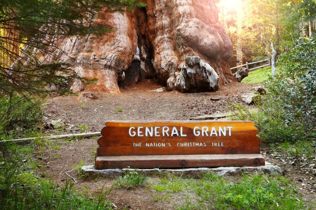 You are currently viewing “The Nation’s Christmas Tree”: Get to Know the 268-Foot-Tall General Grant Sequoia