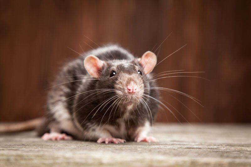 Read more about the article Rats Bop Along to the Beat of Music Just Like Humans Do, Study Says